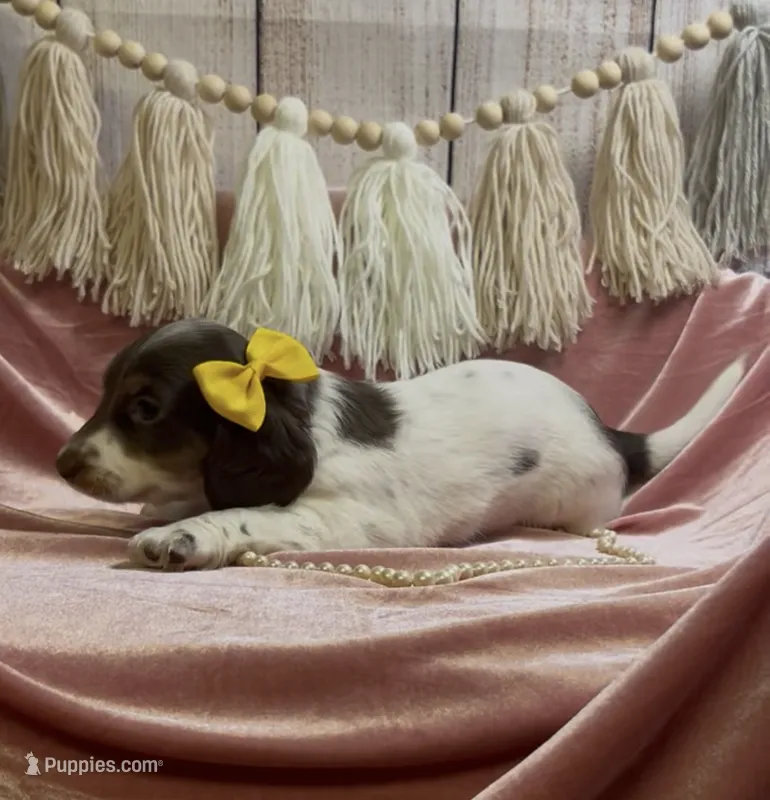 Longhair chocolate and tan piebald  – Miniature Dachshund puppy for sale in Water Valley, MS