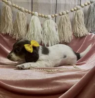Longhair chocolate and tan piebald , a female Miniature Dachshund for sale in Water Valley, MS – 1 of 4
