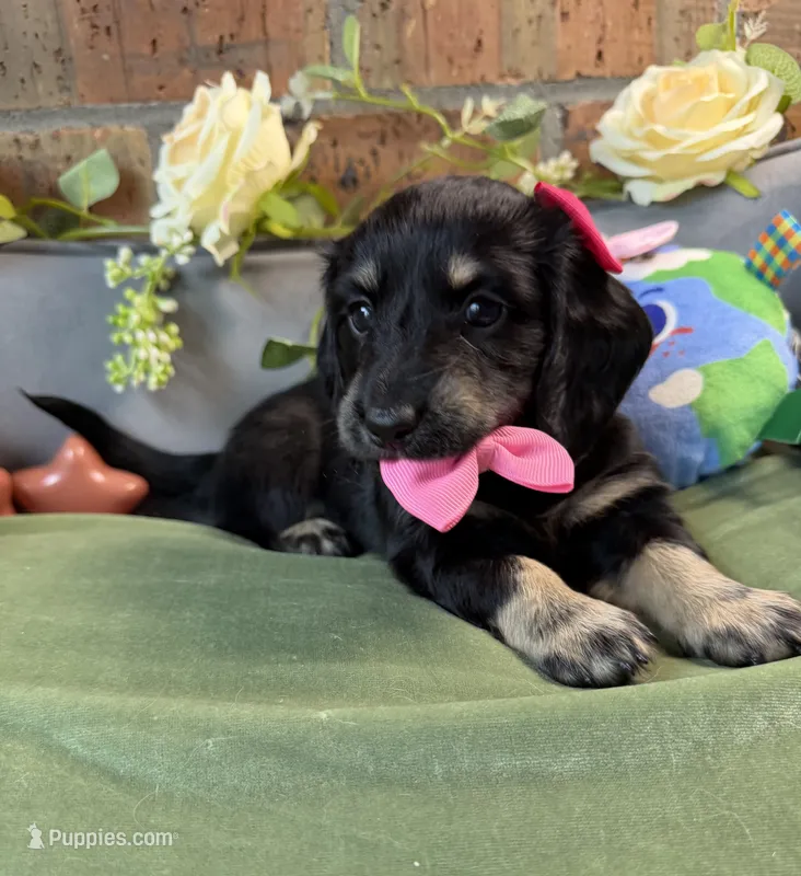 Longhair Black and cream female – Miniature Dachshund puppy for sale in Water Valley, MS