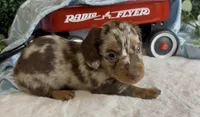 Chocolate and tan dapple male, a male Miniature Dachshund for sale in Water Valley, MS – 2 of 4