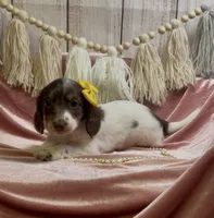Longhair chocolate and tan piebald , a female Miniature Dachshund for sale in Water Valley, MS – 2 of 4
