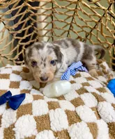 Longhair blue and cream dapple , a male Miniature Dachshund for sale in Water Valley, MS – 5 of 6