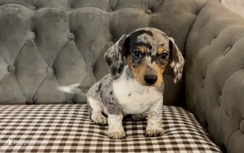 Shorthair black and tan dapple piebald  – Miniature Dachshund puppy for sale in Water Valley, MS