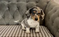Shorthair black and tan dapple piebald , a male Miniature Dachshund for sale in Water Valley, MS – 1 of 7