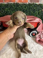 Longhair isabella and tan female, a female Miniature Dachshund for sale in Water Valley, MS – 6 of 6
