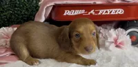 Longhair red female , a female Miniature Dachshund for sale in Water Valley, MS – 5 of 6