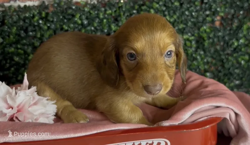 Longhair red female  – Miniature Dachshund puppy for sale in Water Valley, MS