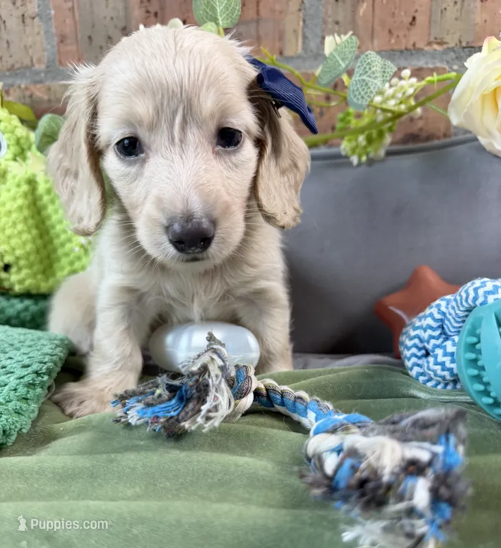 Longhair cream male – Miniature Dachshund puppy for sale in Loganville, GA
