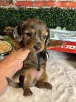 Longhair Red dapple male, a male Miniature Dachshund for sale in Water Valley, MS – 7 of 8