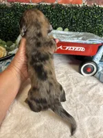 Longhair Red dapple male, a male Miniature Dachshund for sale in Water Valley, MS – 8 of 8