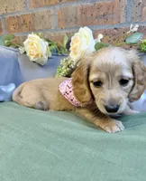 Longhair red female, a female Miniature Dachshund for sale in Water Valley, MS – 5 of 5
