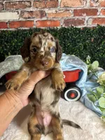 Chocolate and tan dapple male, a male Miniature Dachshund for sale in Water Valley, MS – 3 of 4