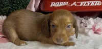 Longhair red female , a female Miniature Dachshund for sale in Water Valley, MS – 3 of 6