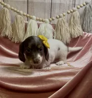 Longhair chocolate and tan piebald , a female Miniature Dachshund for sale in Water Valley, MS – 3 of 4