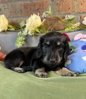 Longhair Black and cream female, a female Miniature Dachshund for sale in Water Valley, MS – 2 of 6