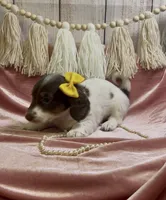 Longhair chocolate and tan piebald , a female Miniature Dachshund for sale in Water Valley, MS – 4 of 4