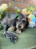Black and cream dapple male , a male Miniature Dachshund for sale in Water Valley, MS – 7 of 7