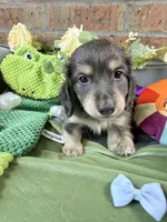 Blue and cream male, a male Miniature Dachshund for sale in Water Valley, MS – 5 of 6