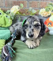 Black and cream dapple male , a male Miniature Dachshund for sale in Water Valley, MS – 5 of 7