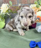 Chocolate and cream dapple , a male Miniature Dachshund for sale in Water Valley, MS – 1 of 8