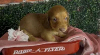 Longhair red female , a female Miniature Dachshund for sale in Water Valley, MS – 4 of 6