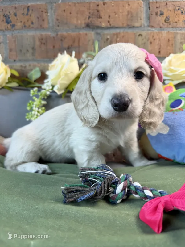 Longhair cream dapple female  – Miniature Dachshund puppy for sale in Water Valley, MS
