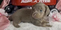 Longhair isabella and tan female, a female Miniature Dachshund for sale in Water Valley, MS – 5 of 6