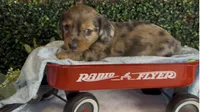 Longhair Red dapple male, a male Miniature Dachshund for sale in Water Valley, MS – 5 of 8