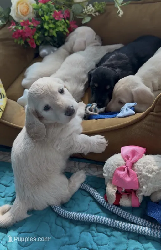 Longhair cream female  – Miniature Dachshund puppy for sale in Water Valley, MS