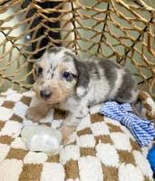 Longhair blue and cream dapple , a male Miniature Dachshund for sale in Water Valley, MS – 6 of 6