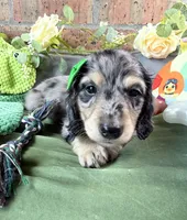Black and cream dapple male , a male Miniature Dachshund for sale in Water Valley, MS – 6 of 7
