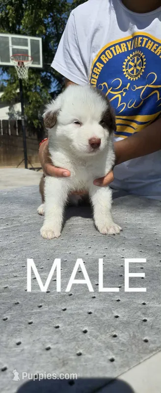 Aussie pup – Australian Shepherd puppy for sale in Madera, CA