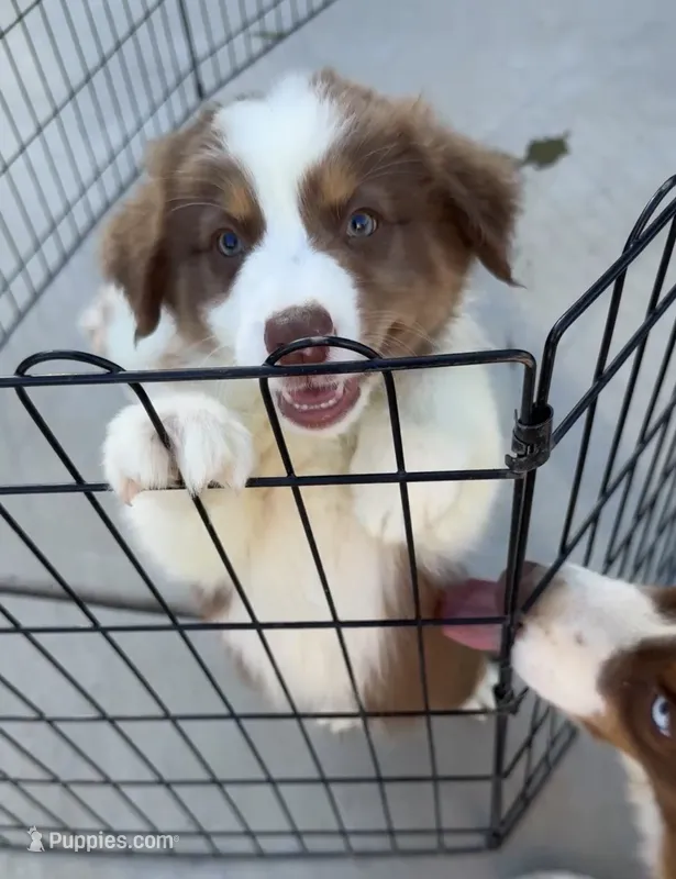 Aussie pup – Australian Shepherd puppy for sale in Madera, CA