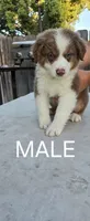 Aussie pup, a male Australian Shepherd for sale in Madera, CA – 2 of 5