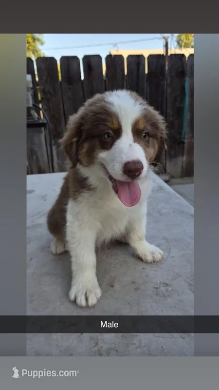 Aussie pup – Australian Shepherd puppy for sale in Madera, CA