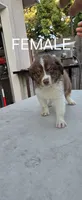 Aussie pup, a male Australian Shepherd for sale in Madera, CA – 4 of 5