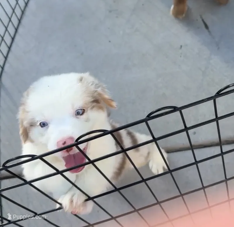 Aussie pup – Australian Shepherd puppy for sale in Madera, CA