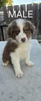 Aussie pup, a male Australian Shepherd for sale in Madera, CA – 5 of 5