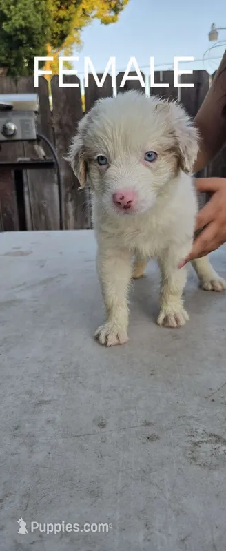 Aussie pup, a male Australian Shepherd for sale in Madera, CA – 1 of 5