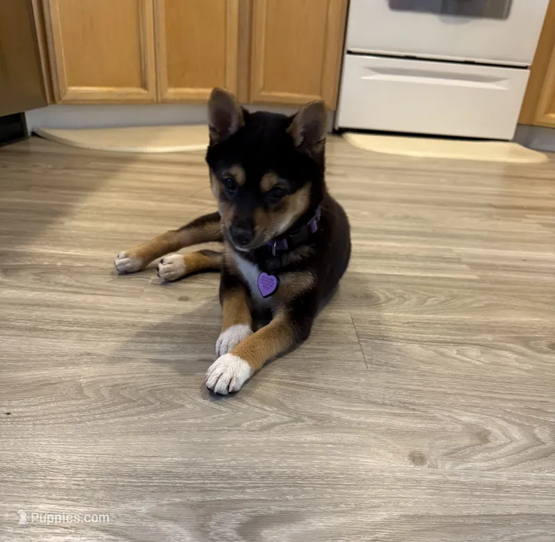 Miko – Shiba Inu puppy for sale in Vancouver, WA