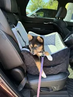 Miko, a female Shiba Inu for sale in Vancouver, WA – 4 of 4