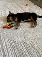 Miko, a female Shiba Inu for sale in Vancouver, WA – 2 of 4