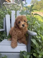 Faith, a female Miniature Goldendoodle for sale in Manchester, NH – 3 of 3