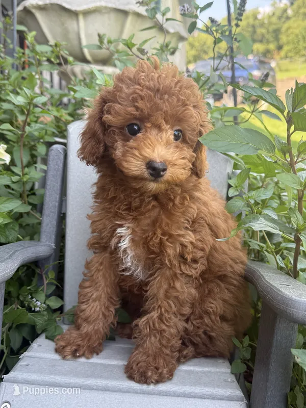 Fiona – Miniature Goldendoodle puppy for sale in Manchester, NH