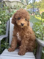 Fiona, a female Miniature Goldendoodle for sale in Manchester, NH – 1 of 3