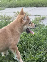 Sunny, a female Shiba Inu for sale in Manchester, NH – 3 of 5