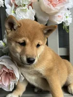 Sammy, a male Shiba Inu for sale in Manchester, NH – 2 of 4