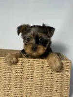 Elsa, a female Morkie for sale in Manchester, NH – Photo 5 of 6