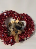 Elsa, a female Morkie for sale in Manchester, NH – Photo 3 of 6