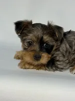 Elsa, a female Morkie for sale in Manchester, NH – Photo 2 of 6